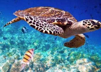 LA ISLA DE HOLBOX GARANTIZARÁ LA APERTURA TURÍSTICA CON SEGURIDAD ANTE EL COVID-19.