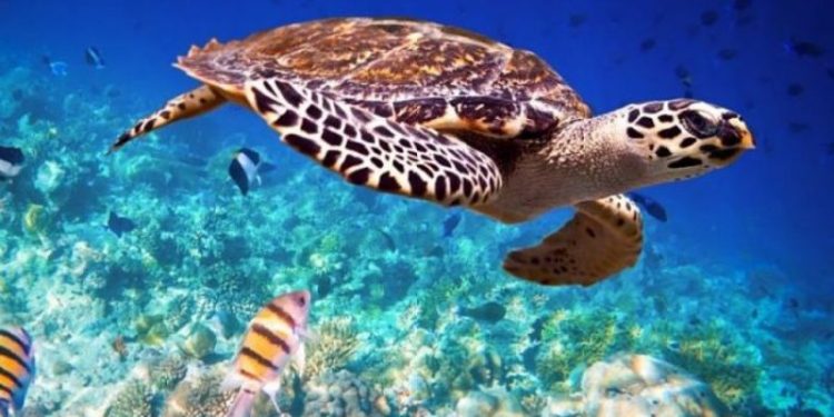 LA ISLA DE HOLBOX GARANTIZARÁ LA APERTURA TURÍSTICA CON SEGURIDAD ANTE EL COVID-19.