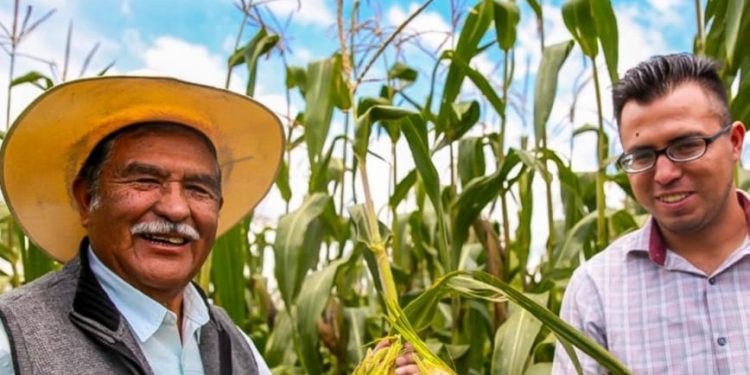 OTORGAN A MÉXICO RECONOCIMIENTO INTERNACIONAL POR SISTEMA SUSTENTABLE EN LA PRODUCCIÓN DE MAÍZ
