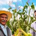 OTORGAN A MÉXICO RECONOCIMIENTO INTERNACIONAL POR SISTEMA SUSTENTABLE EN LA PRODUCCIÓN DE MAÍZ