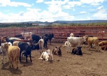 REPUNTÓ EN ÚLTIMA SEMANA DE MARZO EXPORTACIÓN DE GANADO EN PIE A ESTADOS UNIDOS