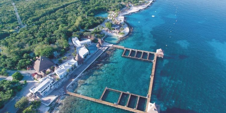 THE DOLPHIN COMPANY PREVÉ ABRIR EN JUNIO