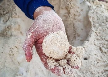 RESGUARDA GOBIERNO MUNICIPAL CERCA DE DOS MIL HUEVOS DE TORTUGA MARINA