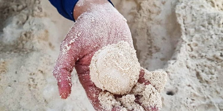 RESGUARDA GOBIERNO MUNICIPAL CERCA DE DOS MIL HUEVOS DE TORTUGA MARINA