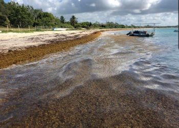 PLAYA DEL CARMEN, EL DESTINO QUE MÁS SARGAZO HA RECIBIDO EN EL AÑO