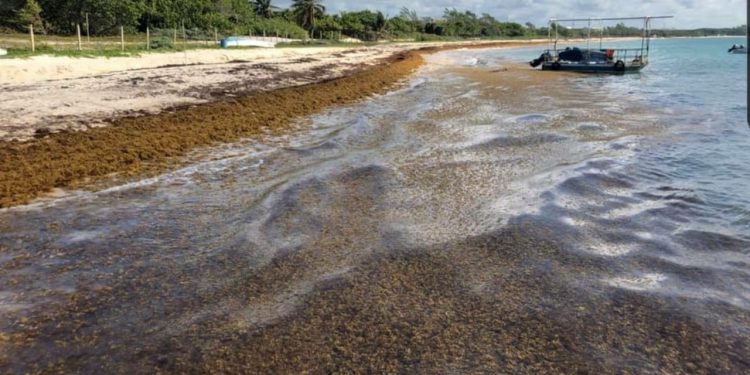 PLAYA DEL CARMEN, EL DESTINO QUE MÁS SARGAZO HA RECIBIDO EN EL AÑO