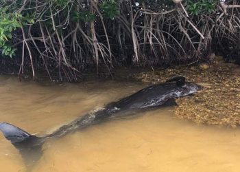 APARECE CADÁVER DE BALLENA EN XCALAK