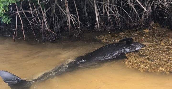 APARECE CADÁVER DE BALLENA EN XCALAK