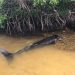 APARECE CADÁVER DE BALLENA EN XCALAK