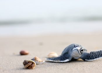 GRUPO SUNSET WORLD ANUNCIA EL COMIENZO DE LA TEMPORADA DE TORTUGAS MARINAS EN CANCÚN Y LA RIVIERA MAYA