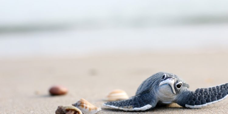 GRUPO SUNSET WORLD ANUNCIA EL COMIENZO DE LA TEMPORADA DE TORTUGAS MARINAS EN CANCÚN Y LA RIVIERA MAYA