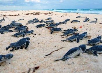 NACEN 67 CRÍAS DE TORTUGA LAÚD