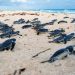 NACEN 67 CRÍAS DE TORTUGA LAÚD