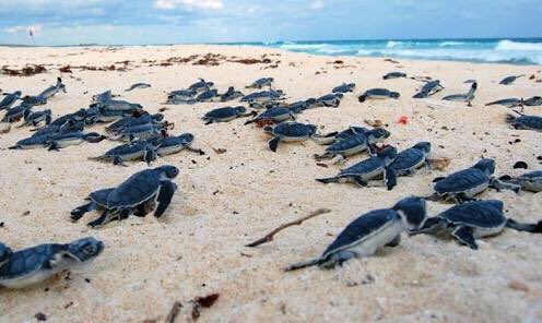 NACEN 67 CRÍAS DE TORTUGA LAÚD