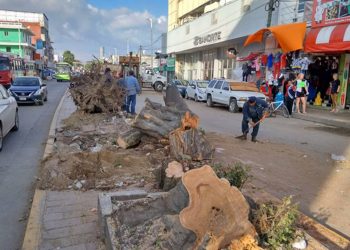 AYUNTAMIENTO DE CENTRO SEMBRARÁ ÁRBOLES EN PRINCIPALES CALLES Y AVENIDAS DE VILLAHERMOSA