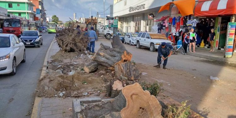 AYUNTAMIENTO DE CENTRO SEMBRARÁ ÁRBOLES EN PRINCIPALES CALLES Y AVENIDAS DE VILLAHERMOSA