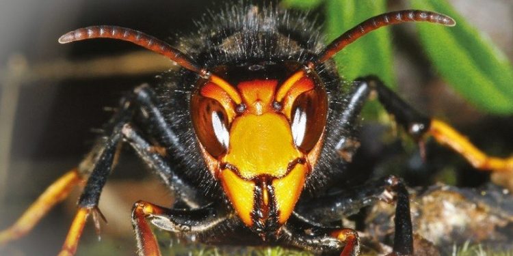 CÓMO SON LOS «AVISPONES ASESINOS» QUE LLEGARON A EE.UU. Y QUE LAS AUTORIDADES INTENTAN ERRADICAR