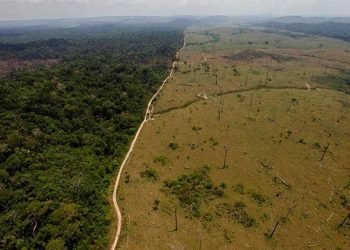 EN ABRIL CRECE DEFORESTACIÓN DE LA AMAZONÍA