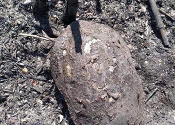 INCENDIOS FORESTALES ARRASAN CON LA FAUNA EN QUINTANA ROO