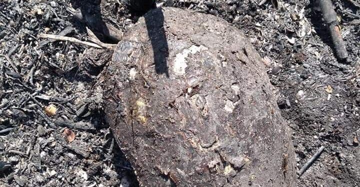 INCENDIOS FORESTALES ARRASAN CON LA FAUNA EN QUINTANA ROO