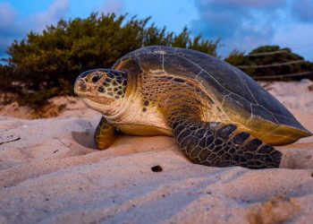 TORTUGAS SE SIENTEN SEGURAS ANTE LA AUSENCIA DE HUMANOS PARA ADELANTAR SU ANIDACIÓN