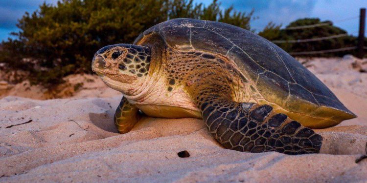 TORTUGAS SE SIENTEN SEGURAS ANTE LA AUSENCIA DE HUMANOS PARA ADELANTAR SU ANIDACIÓN