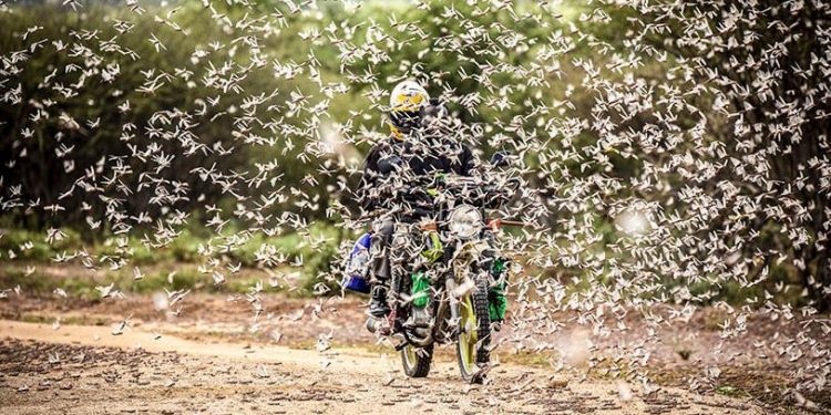 LA PEOR PLAGA DE LANGOSTAS EN DÉCADAS AZOTA A LA INDIA Y PAKISTÁN