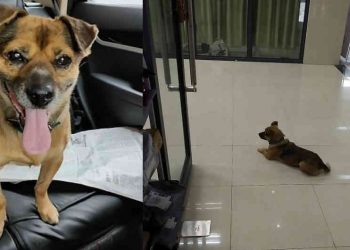 PERRO ESPERA MÁS DE TRES MESES EN HOSPITAL DE WUHAN A DUEÑO FALLECIDO
