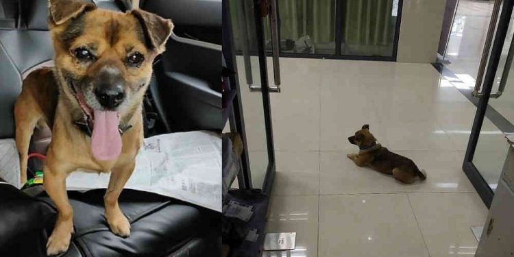 PERRO ESPERA MÁS DE TRES MESES EN HOSPITAL DE WUHAN A DUEÑO FALLECIDO