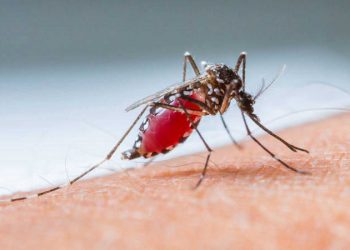 SUMAN TRES MIL 248 CASOS DE DENGUE A NIVEL NACIONAL