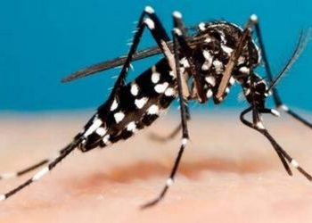 TABASCO ES SEGUNDO LUGAR NACIONAL EN INCIDENCIA DE DENGUE, SE ESTIMAN MIL 500 CASOS