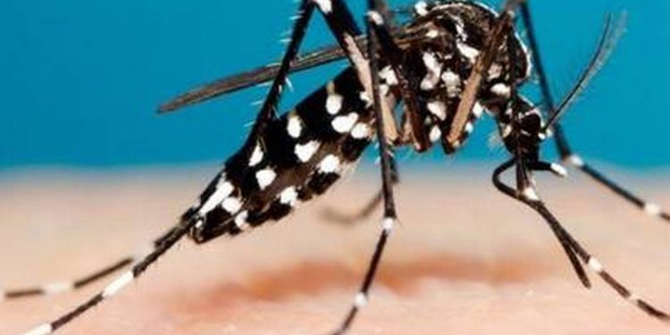TABASCO ES SEGUNDO LUGAR NACIONAL EN INCIDENCIA DE DENGUE, SE ESTIMAN MIL 500 CASOS