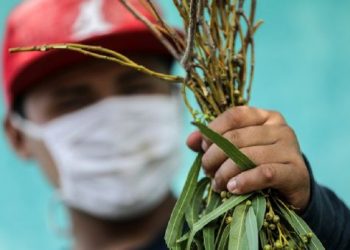 VENDER EUCALIPTO PARA CORONAVIRUS SE VUELVE DELITO EN NICARAGUA