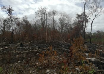 LLUVIAS AYUDARON A SOFOCAR 4 INCENDIOS EN BENITO JUÁREZ
