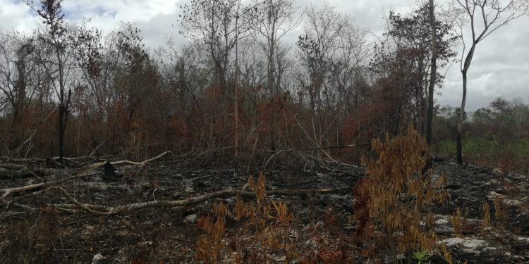 LLUVIAS AYUDARON A SOFOCAR 4 INCENDIOS EN BENITO JUÁREZ