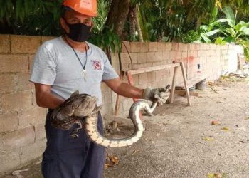 BOMBEROS DE CHETUMAL RESCATAN UNA BOA