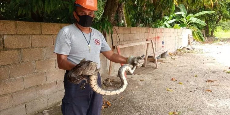 BOMBEROS DE CHETUMAL RESCATAN UNA BOA