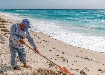 EN UNA SEMANA RETIRAN DE PLAYAS DE CANCÚN CERCA DE 300 TONELADAS DE SARGAZO
