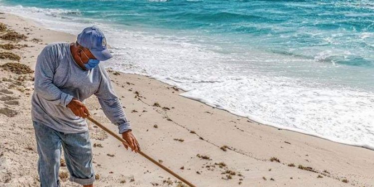 EN UNA SEMANA RETIRAN DE PLAYAS DE CANCÚN CERCA DE 300 TONELADAS DE SARGAZO