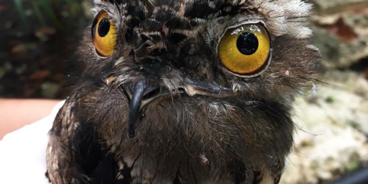 HILOS DE PAPALOTE PONEN EN PELIGRO A UN AVE