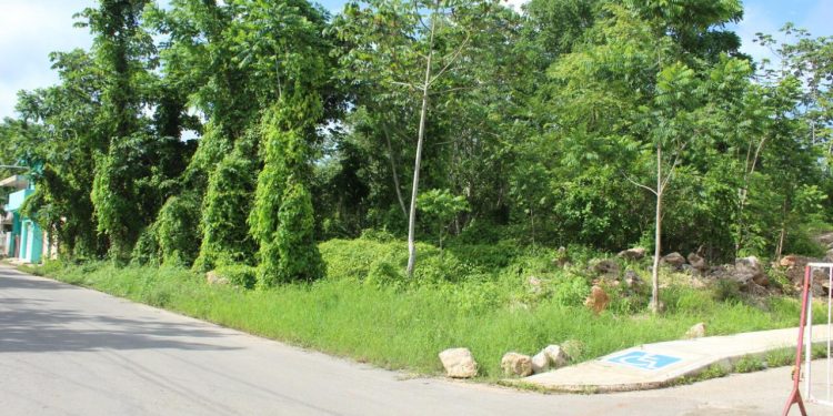 MUNICIPIO EXHORTA A MORELENSES MANTENER SUS PREDIOS LIMPIOS EVITANDO CON ELLO LA PROPAGACIÓN DEL DENGUE, ZIKA Y CHIKUNGUNYA