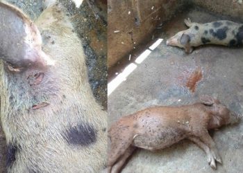 REPORTAN MISTERIOSA MUERTE DE ANIMALES EN YUCATÁN; ALGUNOS DICEN QUE VOLVIÓ EL CHUPACABRAS