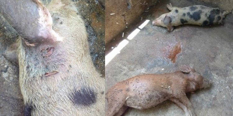 REPORTAN MISTERIOSA MUERTE DE ANIMALES EN YUCATÁN; ALGUNOS DICEN QUE VOLVIÓ EL CHUPACABRAS