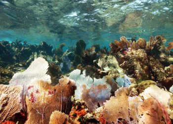 ADVIERTEN: RECORTE PRESUPUESTAL HARÁ COLAPSAR LA ECONOMÍA DE QUINTANA ROO