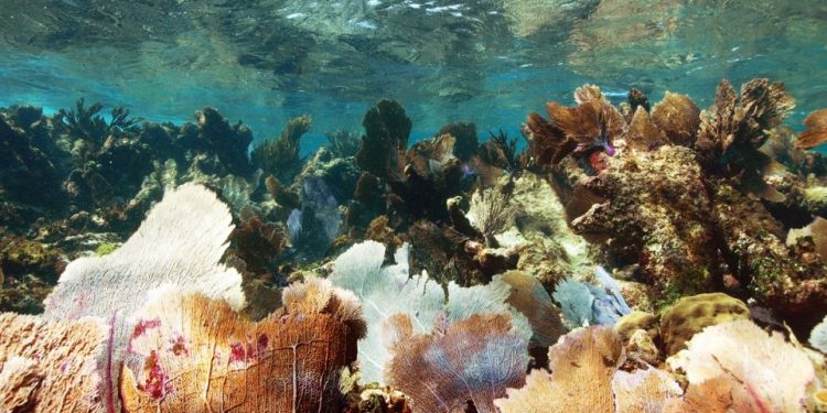 ADVIERTEN: RECORTE PRESUPUESTAL HARÁ COLAPSAR LA ECONOMÍA DE QUINTANA ROO