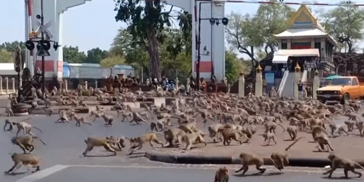 A CAUSA DE 6000 MONOS QUE TOMARON UNA CIUDAD, LAS PERSONAS AHORA VIVEN REFUGIADAS EN SUS CASAS