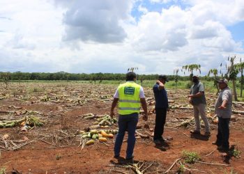 AYUNTAMIENTO Y GOBIERNO DEL ESTADO CUANTIFICAN LOS DAÑOS PROVOCADOS A CULTIVOS Y GANADERÍA POR LOS EFECTOS DE LAS TORMENTAS TROPICALES AMANDA Y CRISTÓBAL