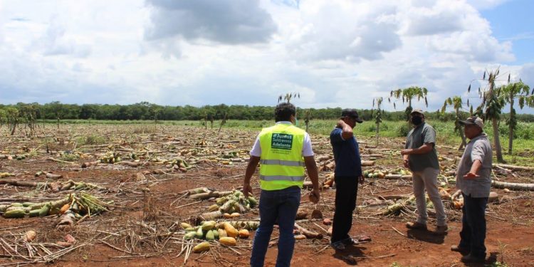 AYUNTAMIENTO Y GOBIERNO DEL ESTADO CUANTIFICAN LOS DAÑOS PROVOCADOS A CULTIVOS Y GANADERÍA POR LOS EFECTOS DE LAS TORMENTAS TROPICALES AMANDA Y CRISTÓBAL