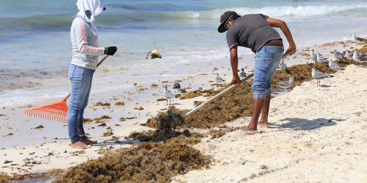 EN MARCHA ATENCIÓN INTEGRAL DE SARGAZO 2020 EN SOLIDARIDAD