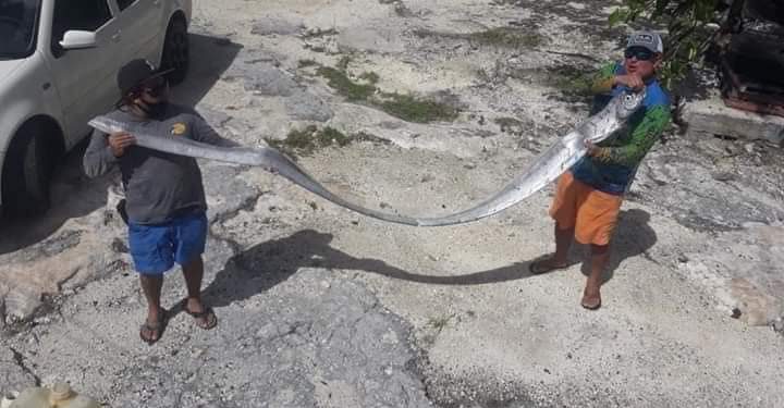 COZUMELEÑOS PIENSAN EN UNA LEYENDA JAPONESA CON LA APARICIÓN DEL PEZ REMO